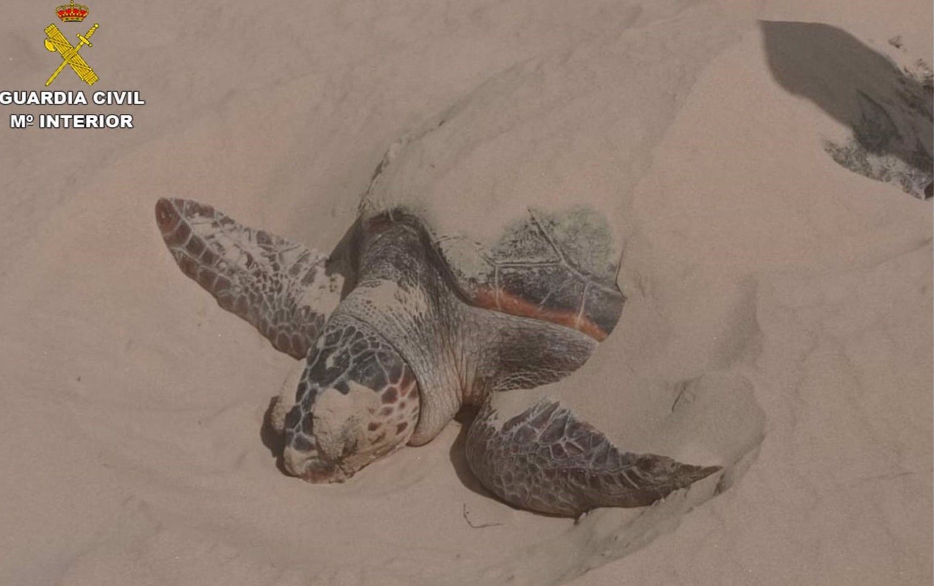 ARescatan en aguas de Alicante una tortuga boba atrapada en una baliza de arte de pesca ilegal