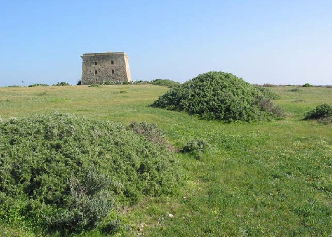 Campo de la Isla de Tabarca Campo de la Isla de Tabarca