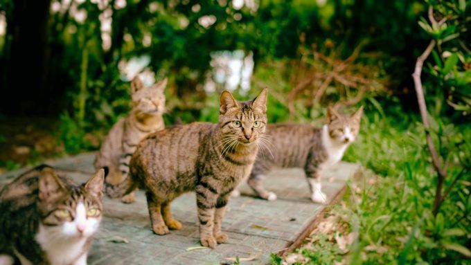 gatos gatos