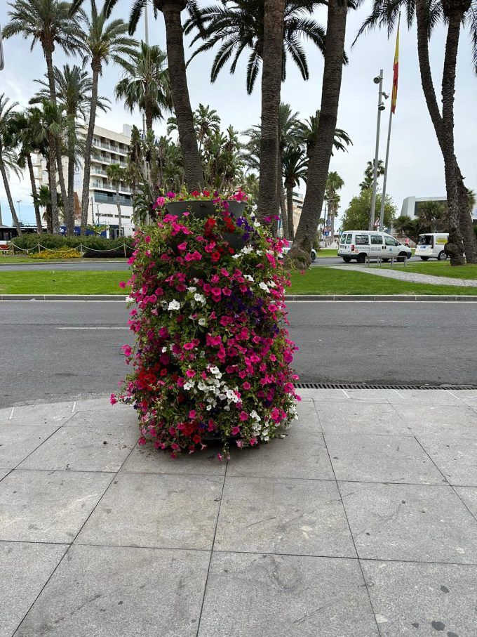 flores alicante hogueras flores alicante hogueras