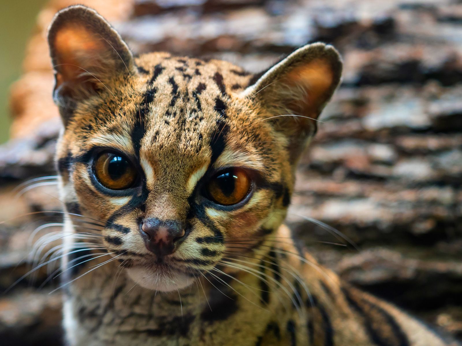 Margay 23 Margay 23