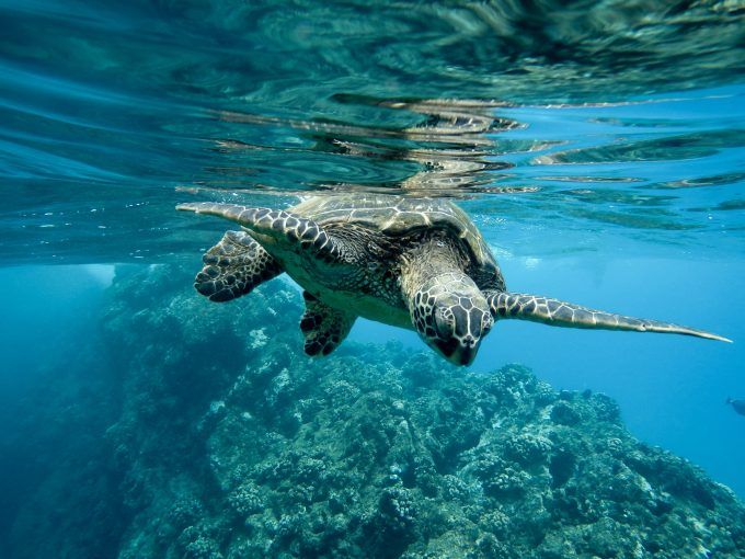 primer-plano-tortuga-verde-nadando-agua-luces primer-plano-tortuga-verde-nadando-agua-luces