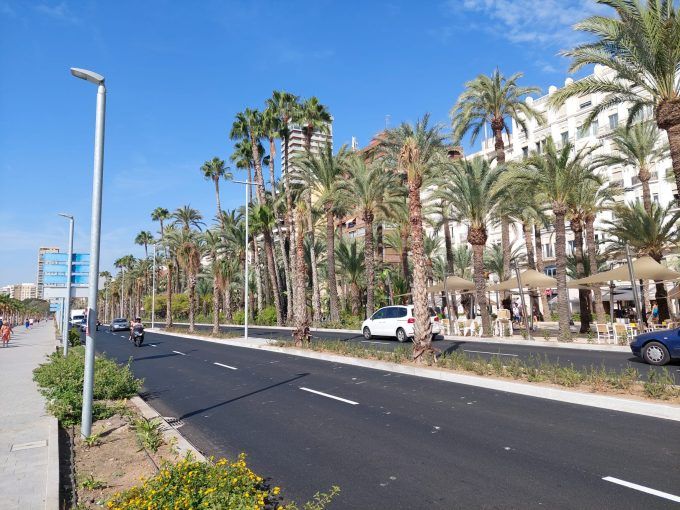paseo martires alicante palmeras paseo martires alicante palmeras
