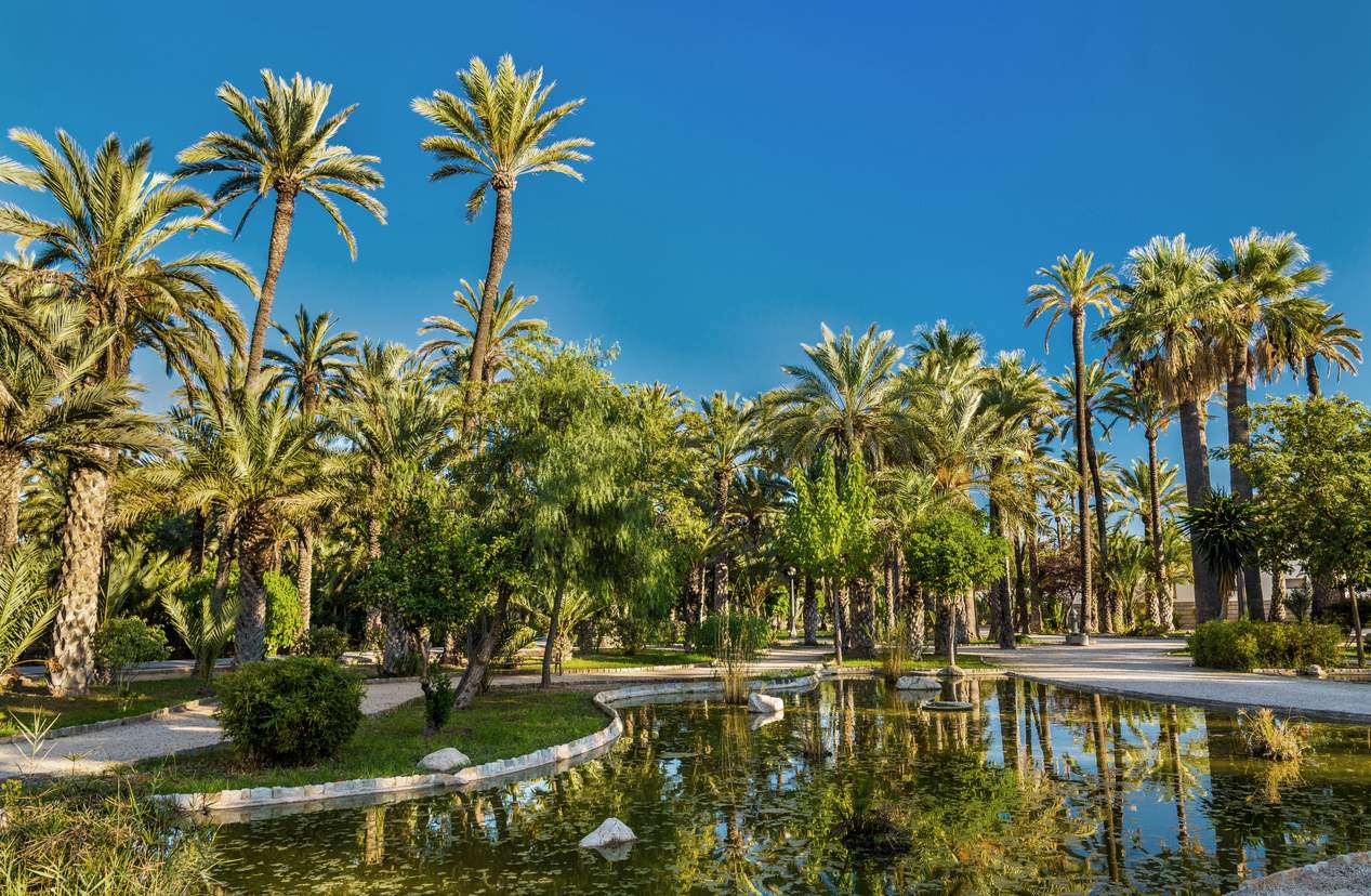 palmeral elche palmeral elche