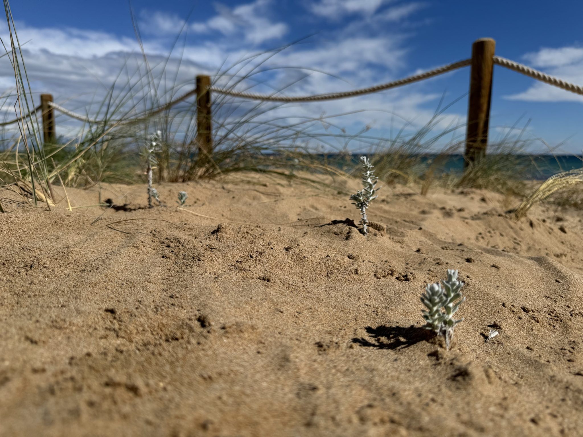 dunas torrevieja