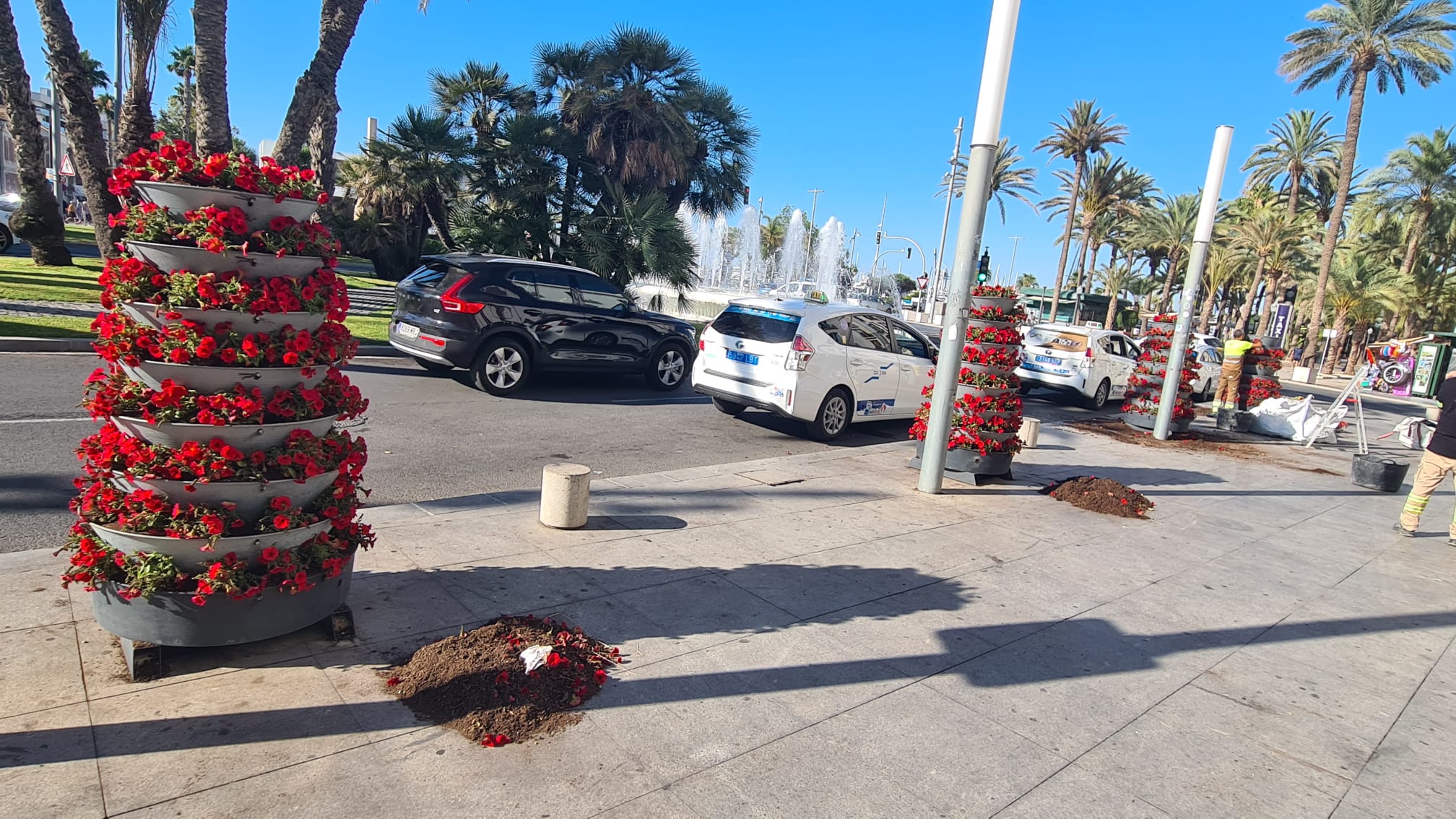 Reposición plantas de flor en jardineras tras las Hogueras