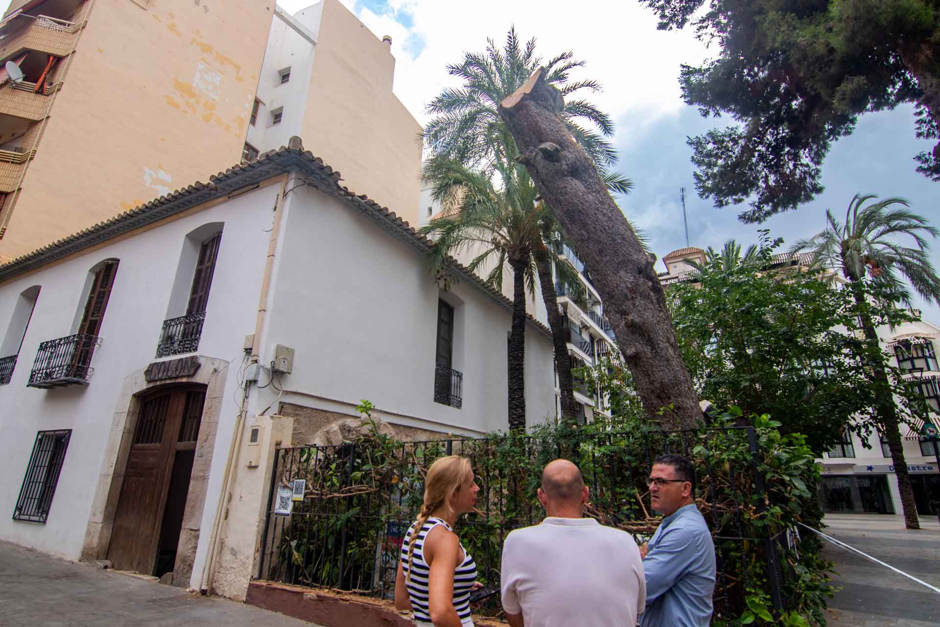 Caiguda d'un arbre sobre l'Hort del Colón a Benidorm