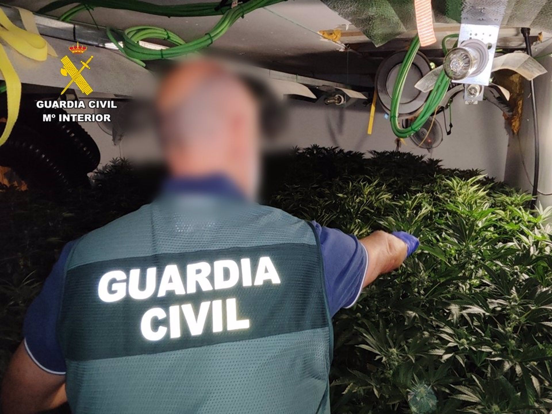 Plantació de marihuana 'indoor' en un xalet de Calp