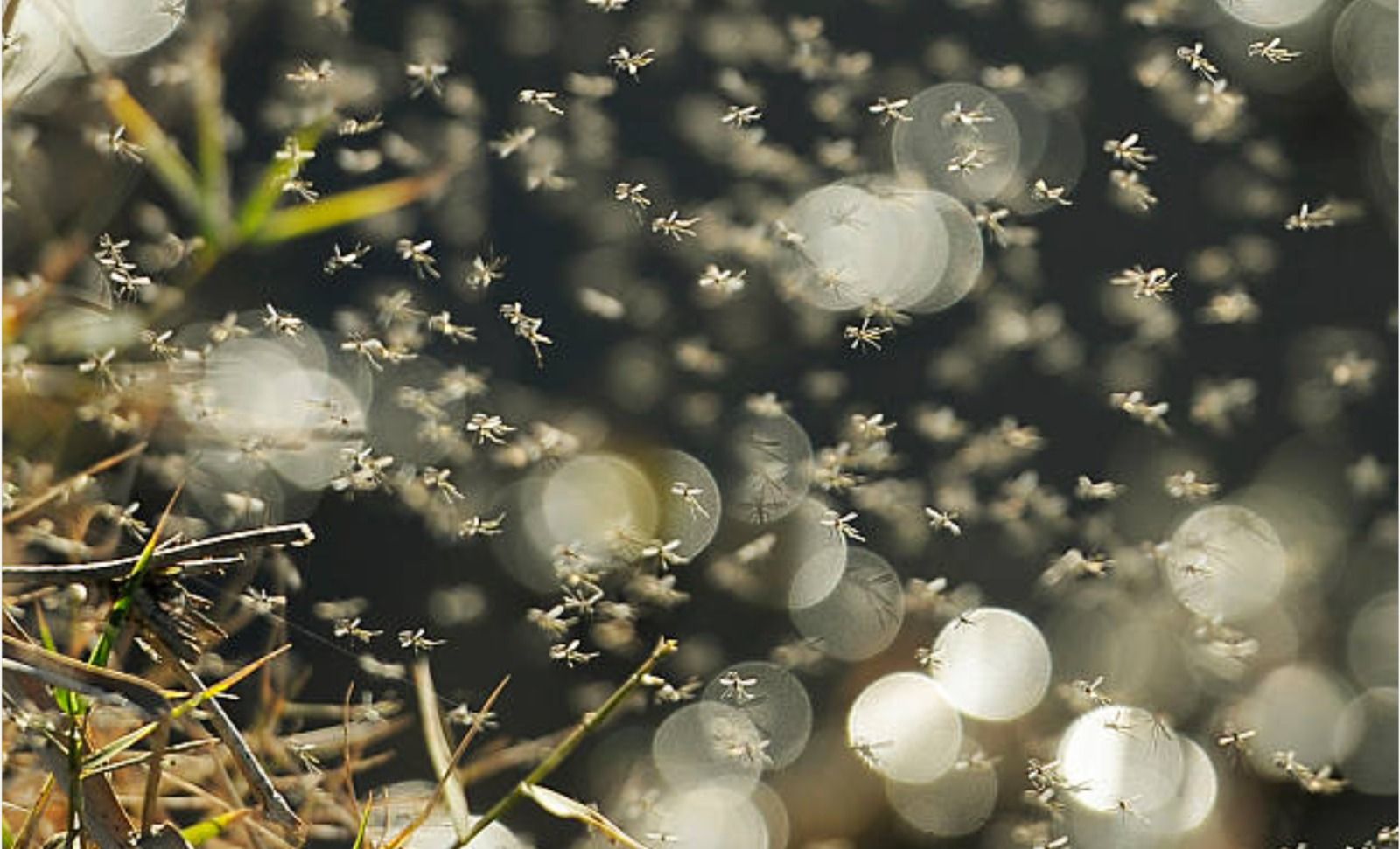 Enjambre de mosquitos