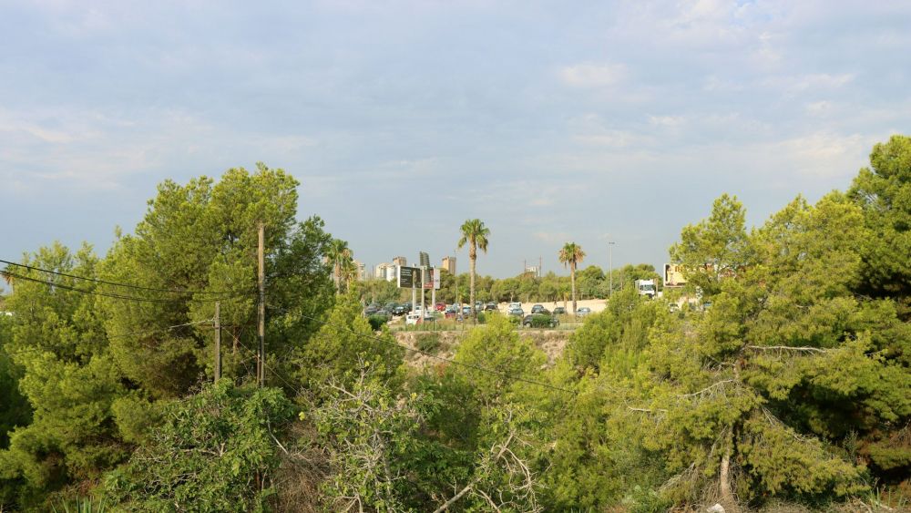 Vegetación en la ciudad de Benidorm