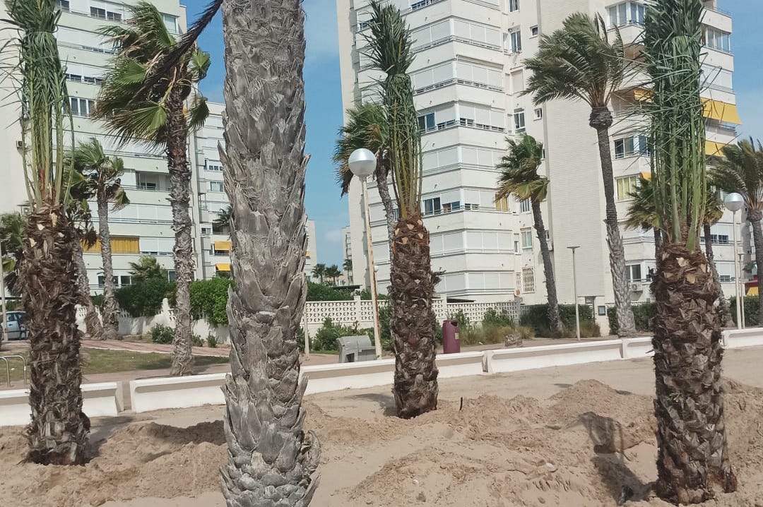Noves palmeres a la platja d'Urbanova