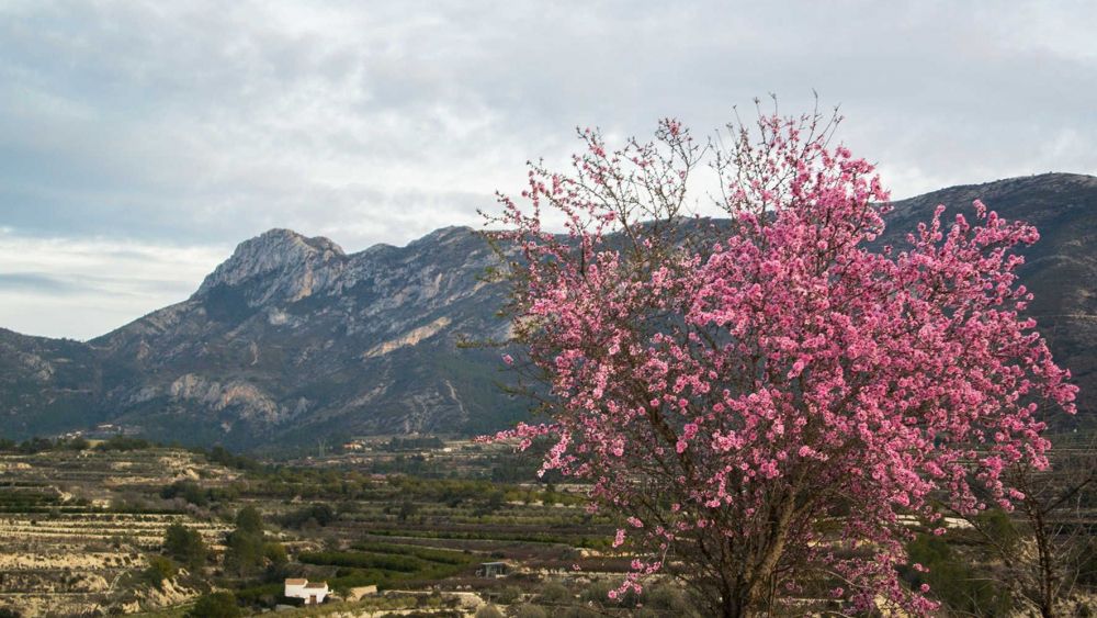 Paisatge Protegit de la Solana del Benicadell