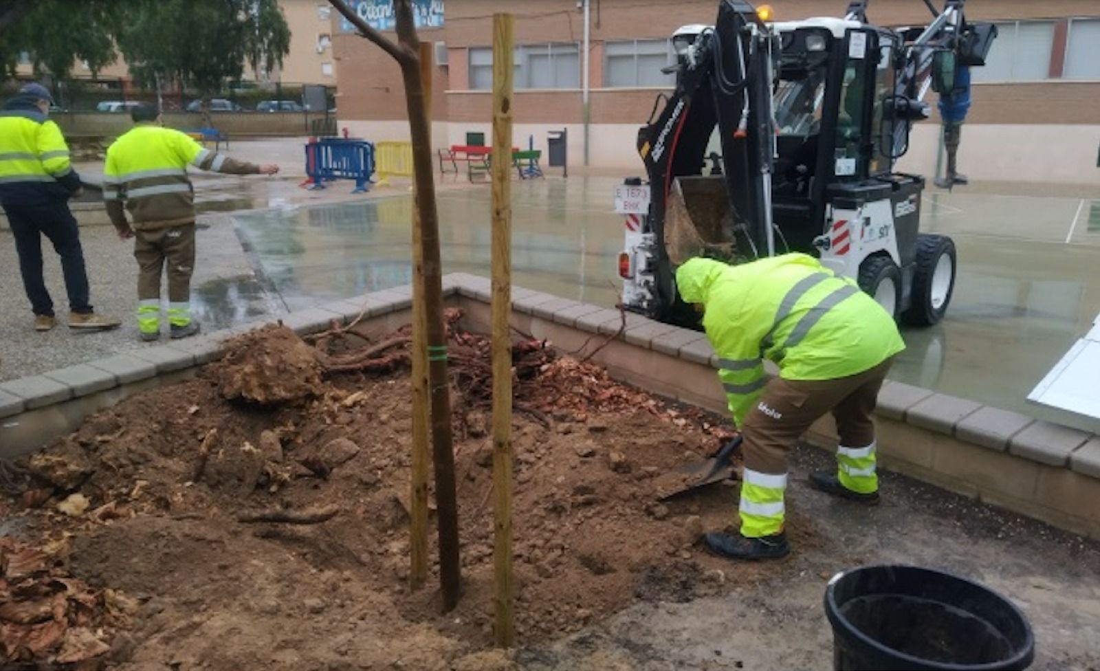 Plantación de nuevo arbolado en el CEIP Enric Valor de Alicante