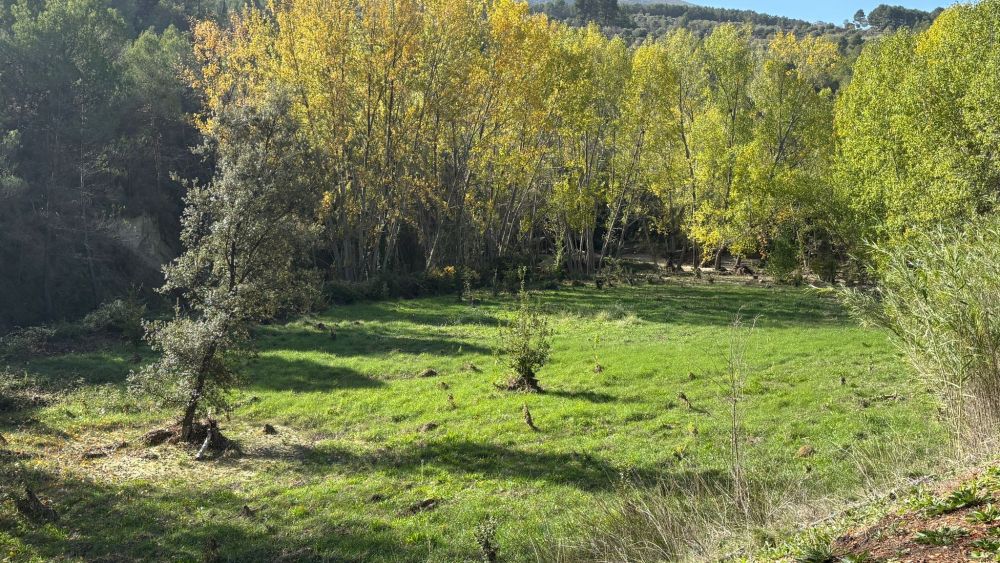 Nuevos olmos plantados en Alcoy