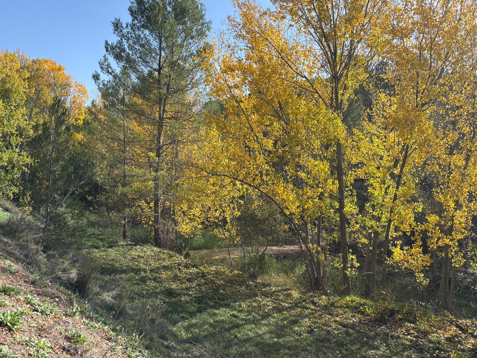 Plantación d'oms a Alcoi