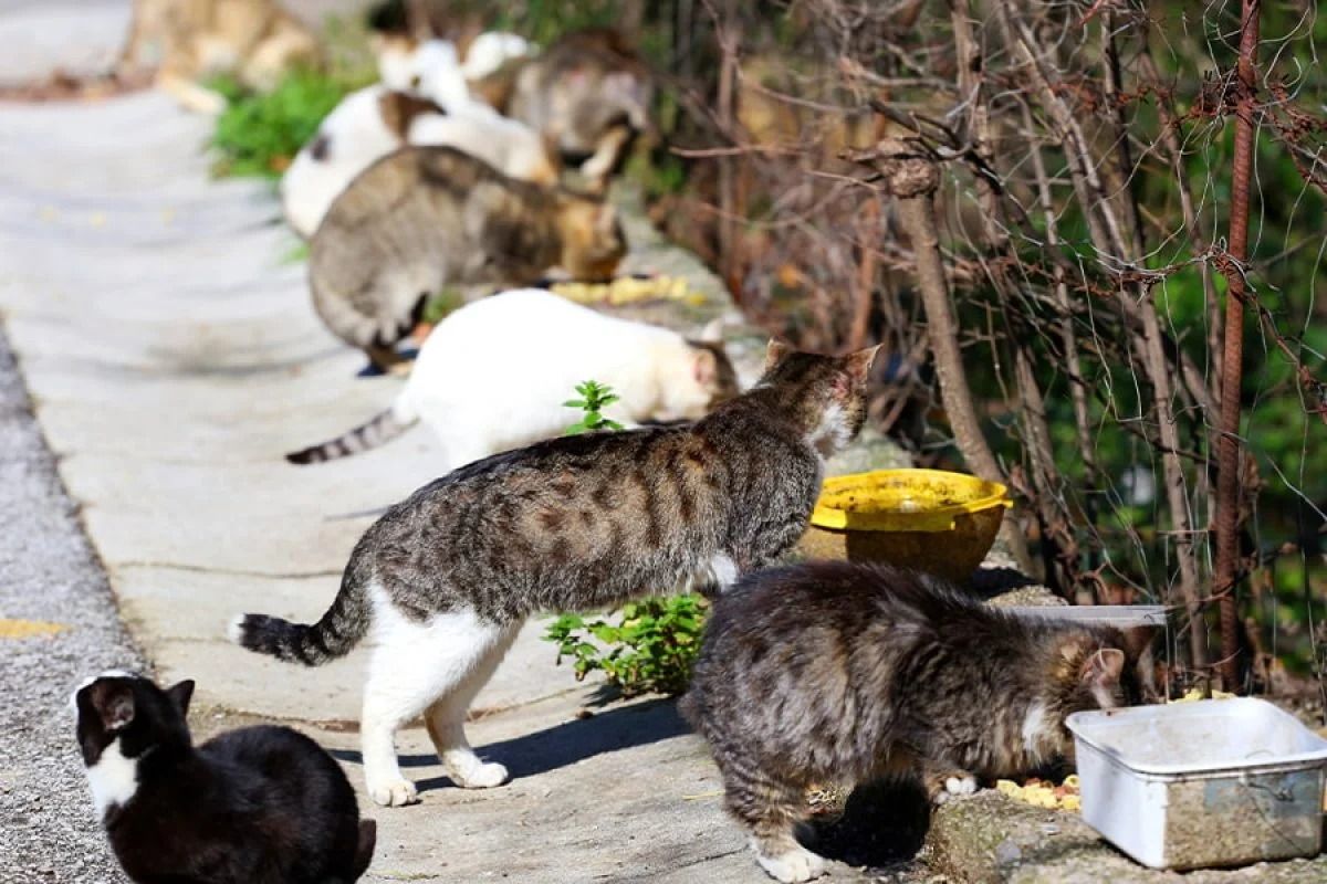 Colònies felines a Sant Joan