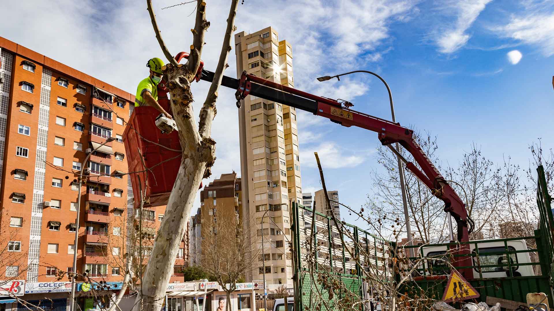 Treballs de poda a la ciutat de Benidorm
