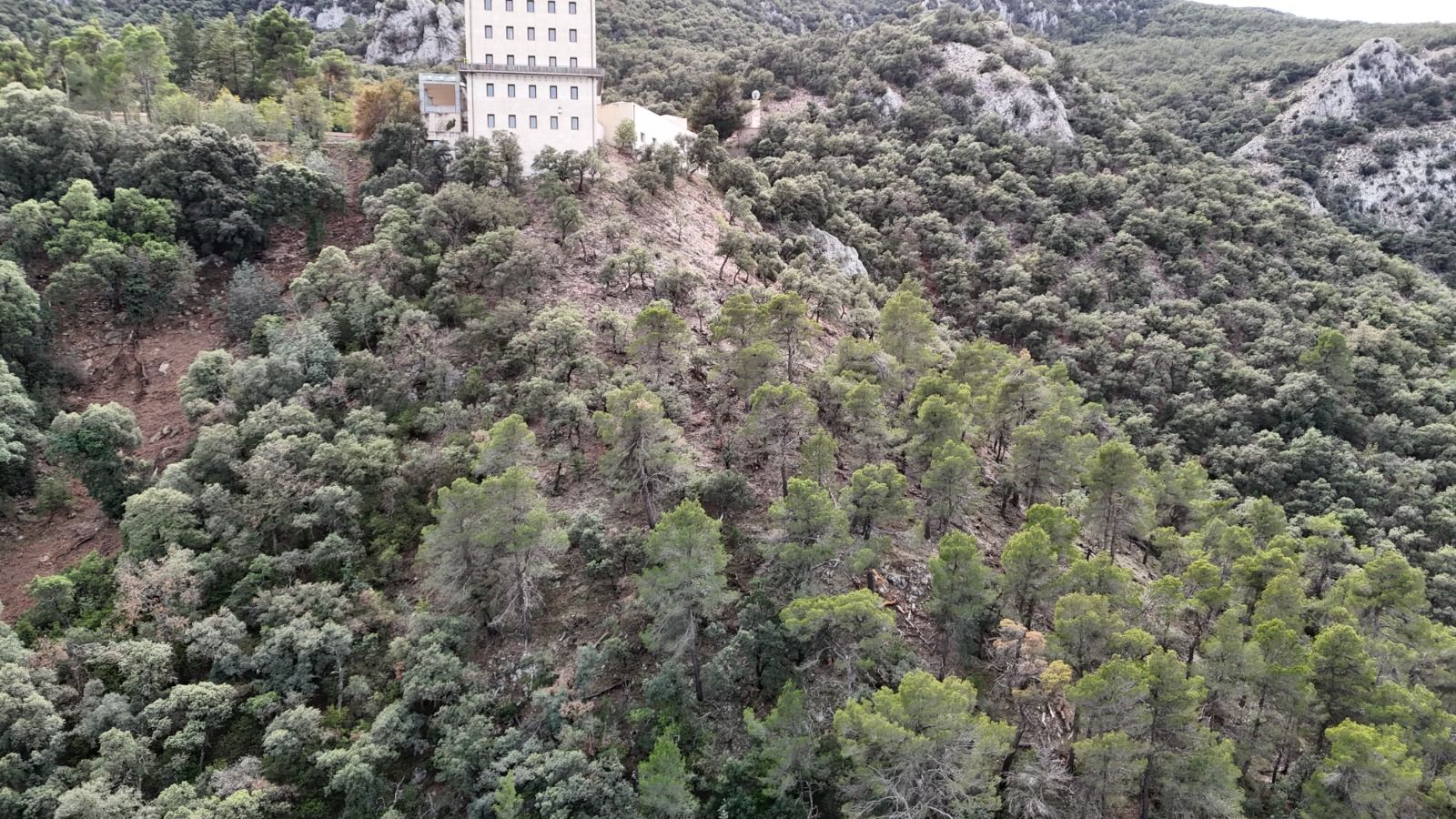 Bosc a la Font Roja d'Alcoi