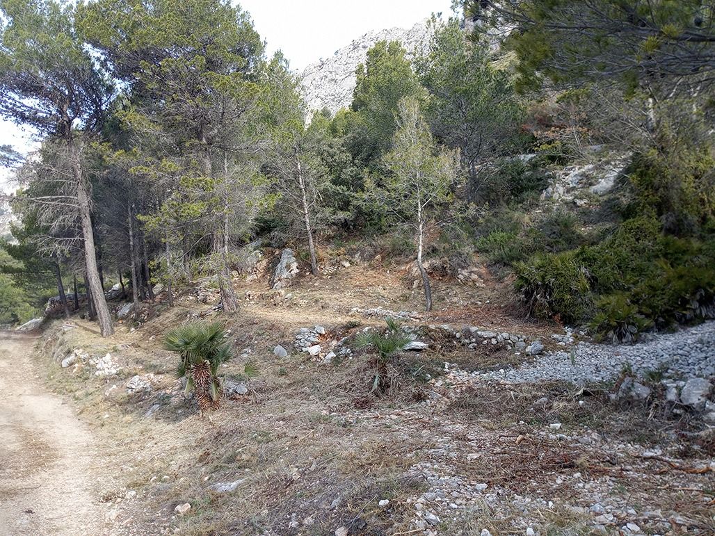 Pinar de Calces en Altea
