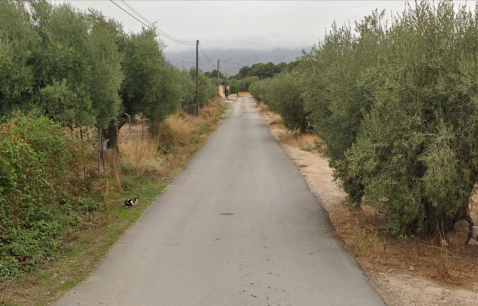 Camí rural d'Elda