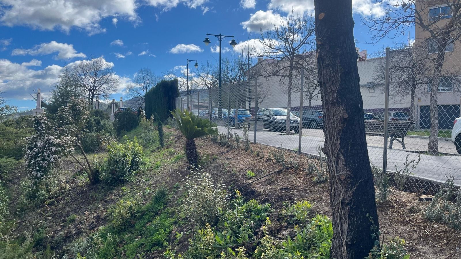 Nova vegetació al parc del Viaducte d'Alcoi