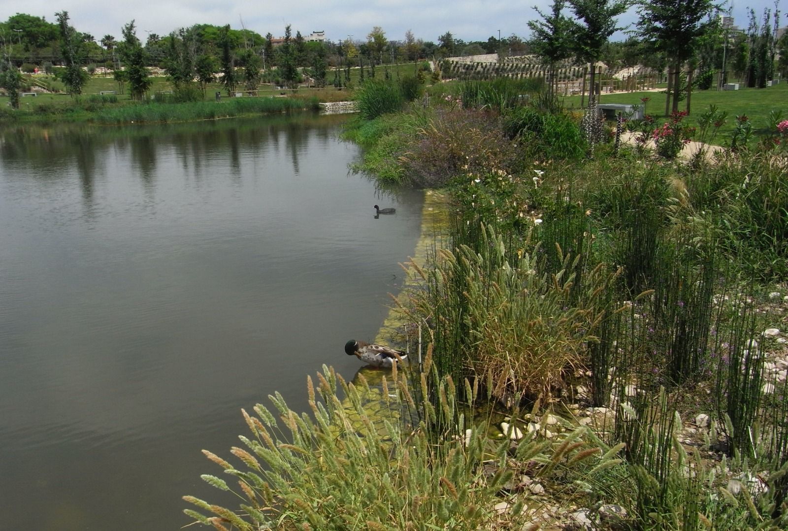 Estanque en el parque La Marjal de Alicante