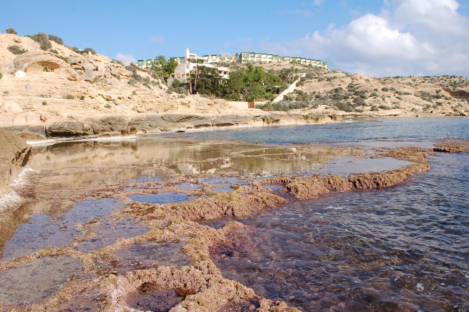 Esculls de vermètids al Cap de l'Horta d'Alacant