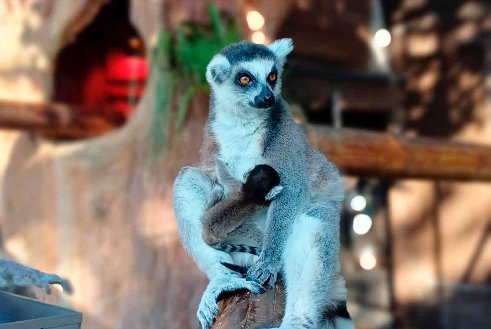 Lemur Catta a Mundomar Benidorm