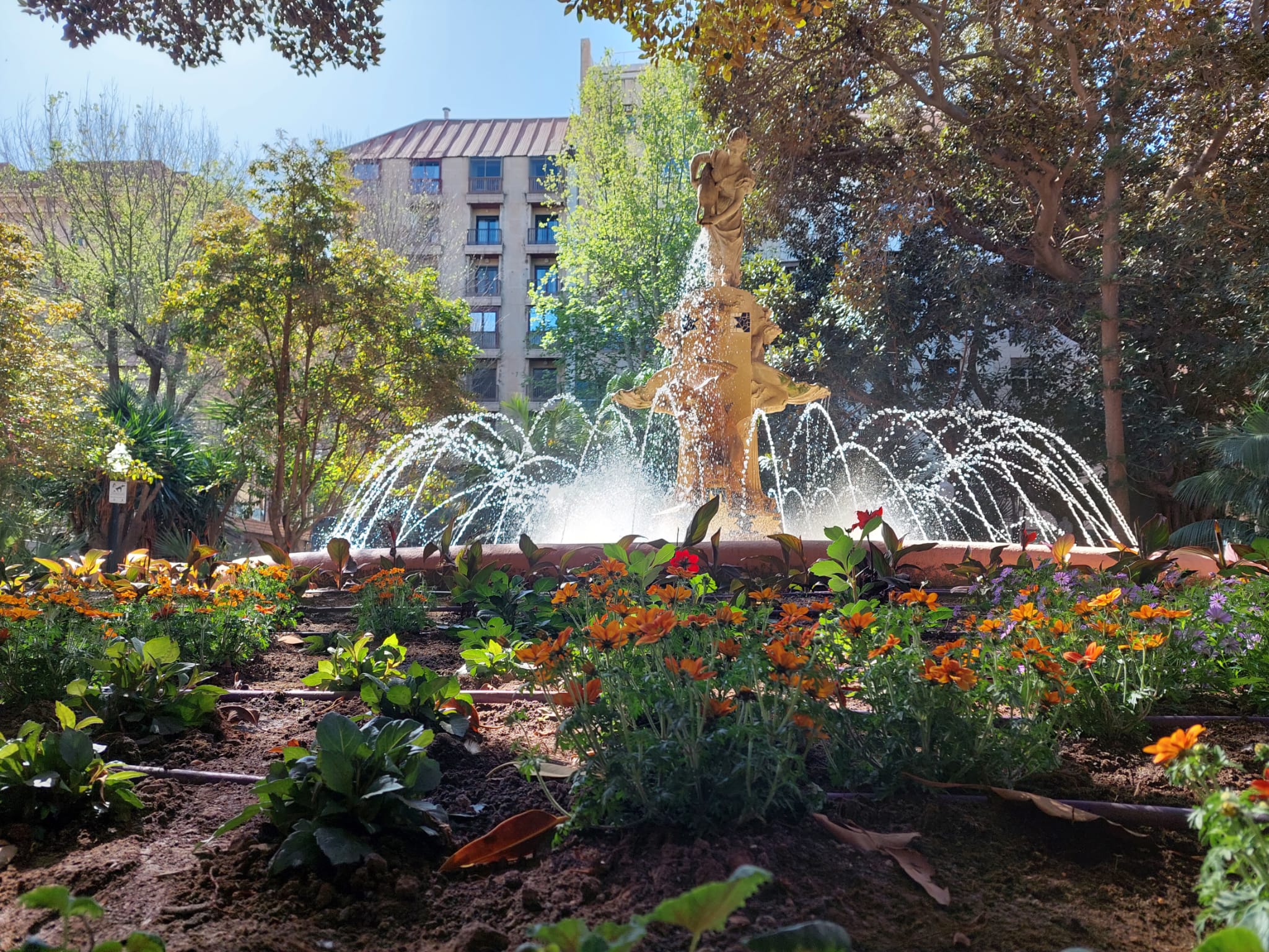 Nueva decoración floral en la plaza Gabril Miró de Alicante