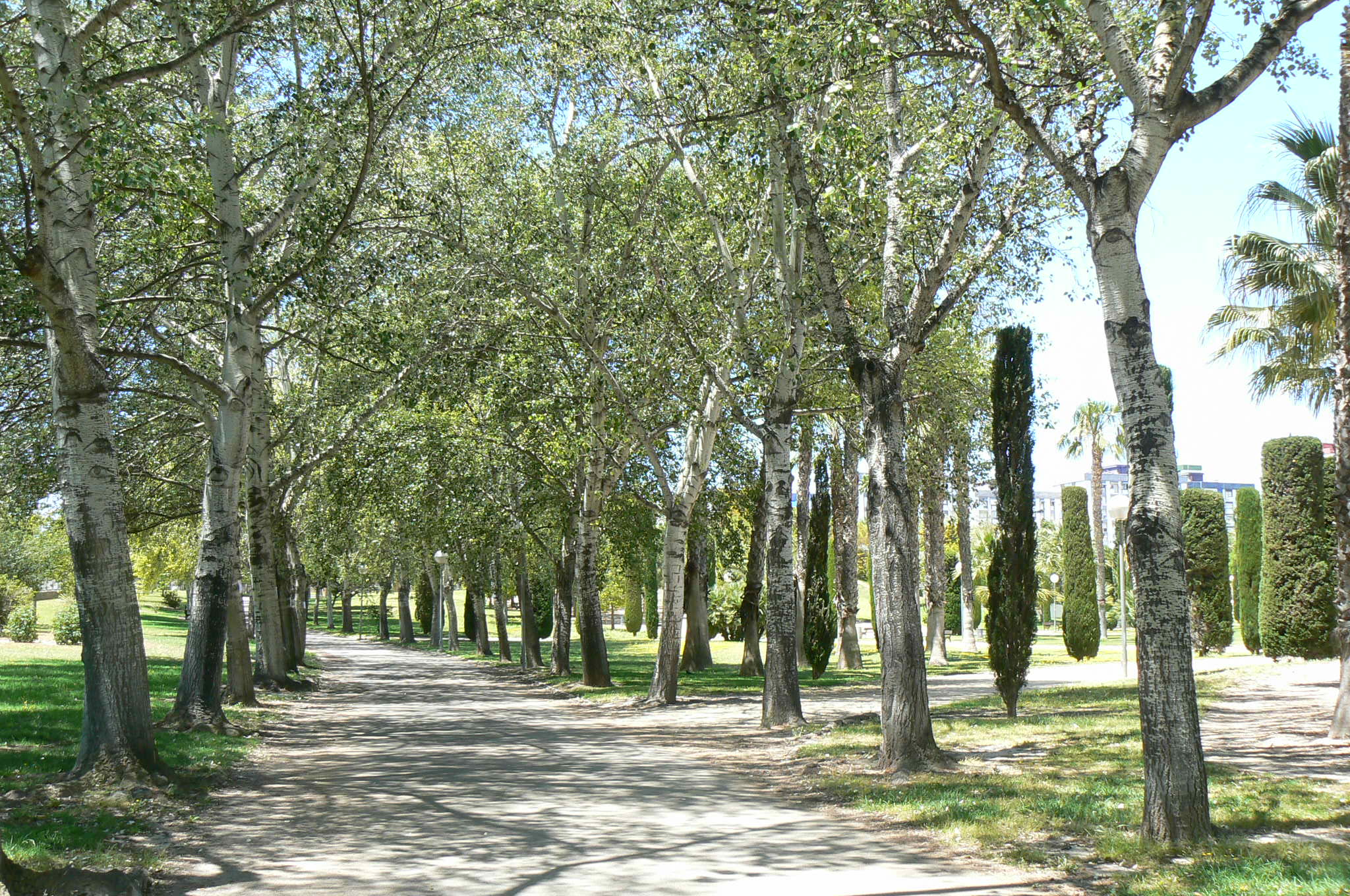 Sendero arbolado del parque Lo Morant en Alicante