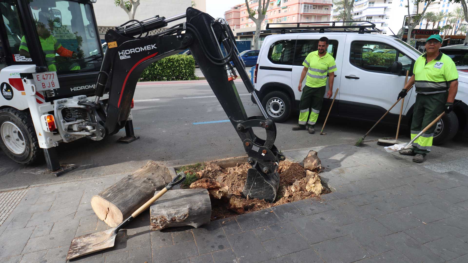 Operarios replantan un árbol en Benidorm