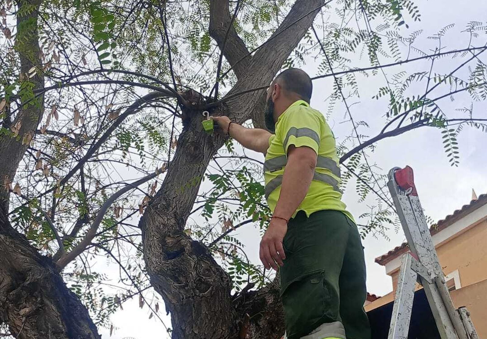 Un operario municipal coloca cajas de insectos en los árboles de Sant Joan para el control de plagas