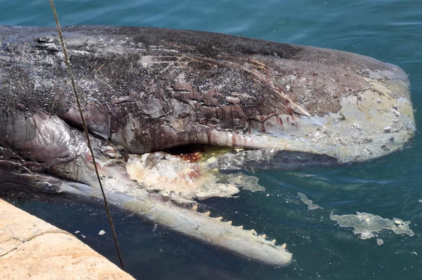 El cachalote se ha traslado al Puerto de Alicante para analizar las causas de la muerte
