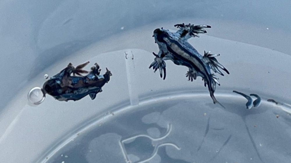 Los dos ejemplares de Dragón Azul localizados en Guardamar del Segura Los dos ejemplares de Dragón Azul localizados en Guardamar del Segura