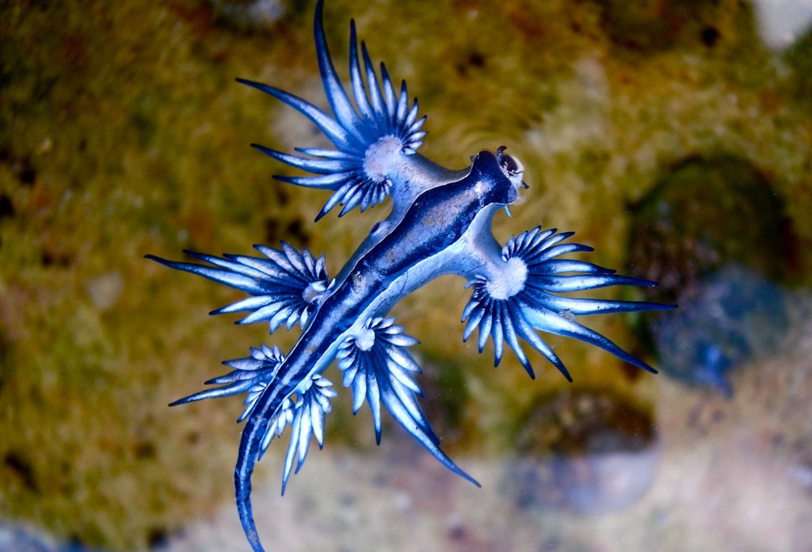 Un ejemplar de dragón azul en el mar (Foto: Wikimedia Commons)