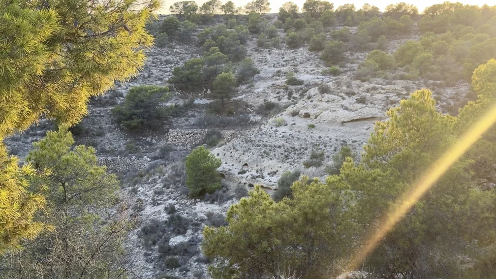 Arbres I vegetació baixa al Monte Orgegia d'Alacant