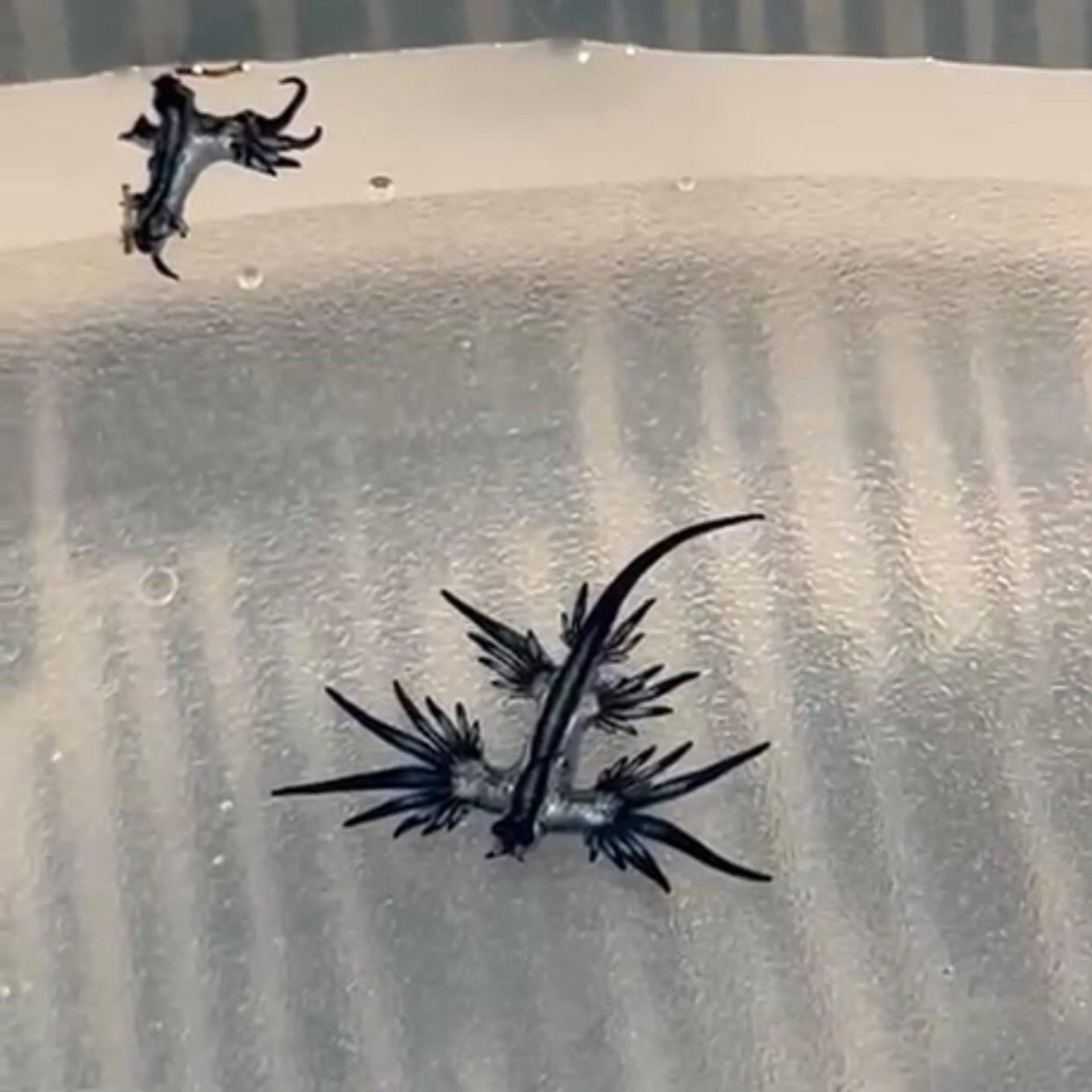 Imagen de dragones azules, localizados en la playa en Guardamar del Segura