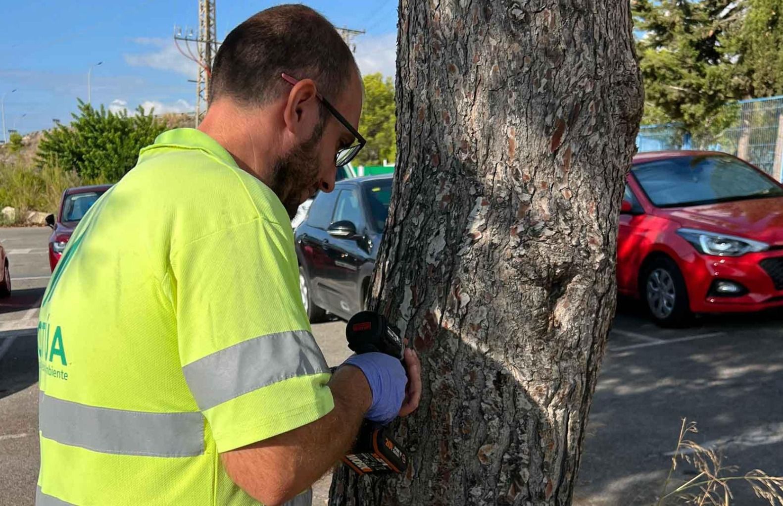 Un operario interviene en un árbol de Benidorm contra la Procesionaria