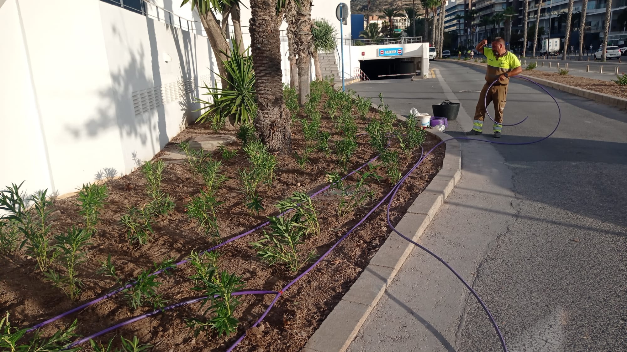 Renovació de parterres en el Passeig del Port d'Alacant