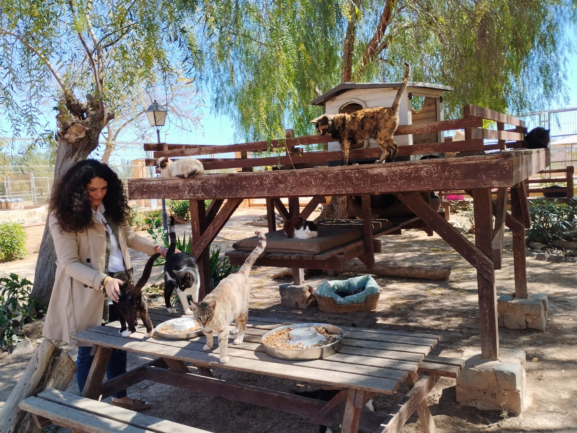 La portavoz municipal, Cristina Cutanda, junto a varios gatos en el albergue municipal de animales La portavoz municipal, Cristina Cutanda, junto a varios gatos en el albergue municipal de animales