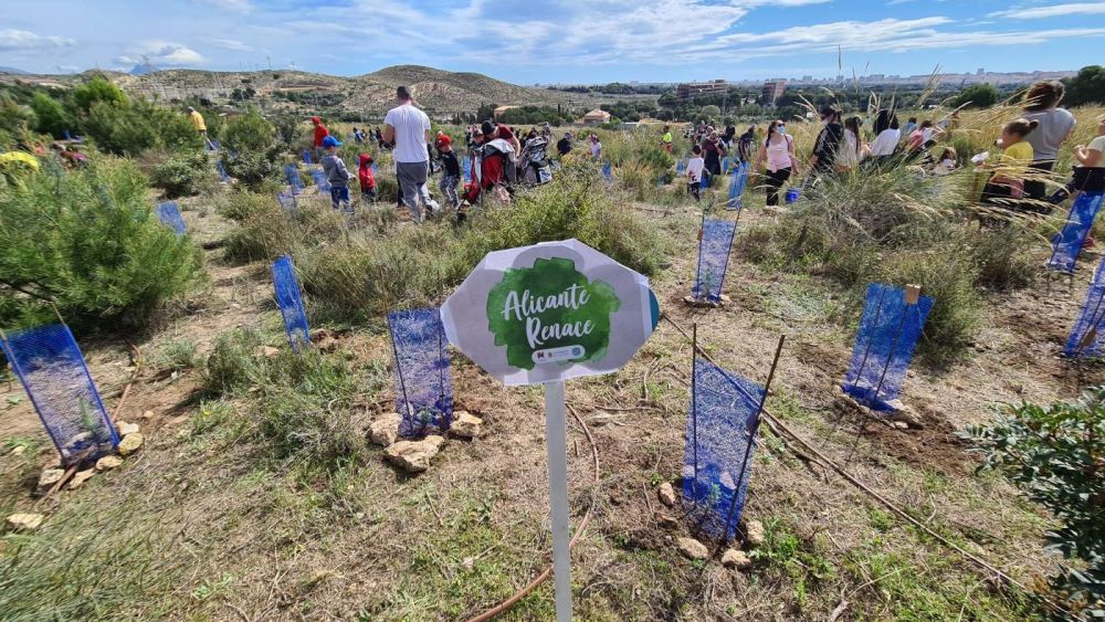 Reforestació i plantació d'arbres en el mont Orgègia d'Alacant