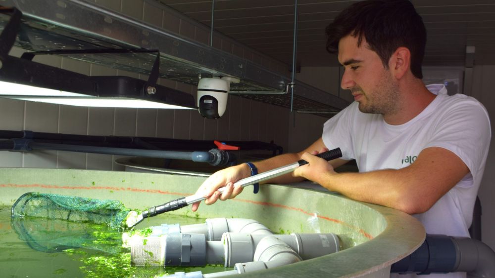 Biorremediació amb algues Biorremediació amb algues