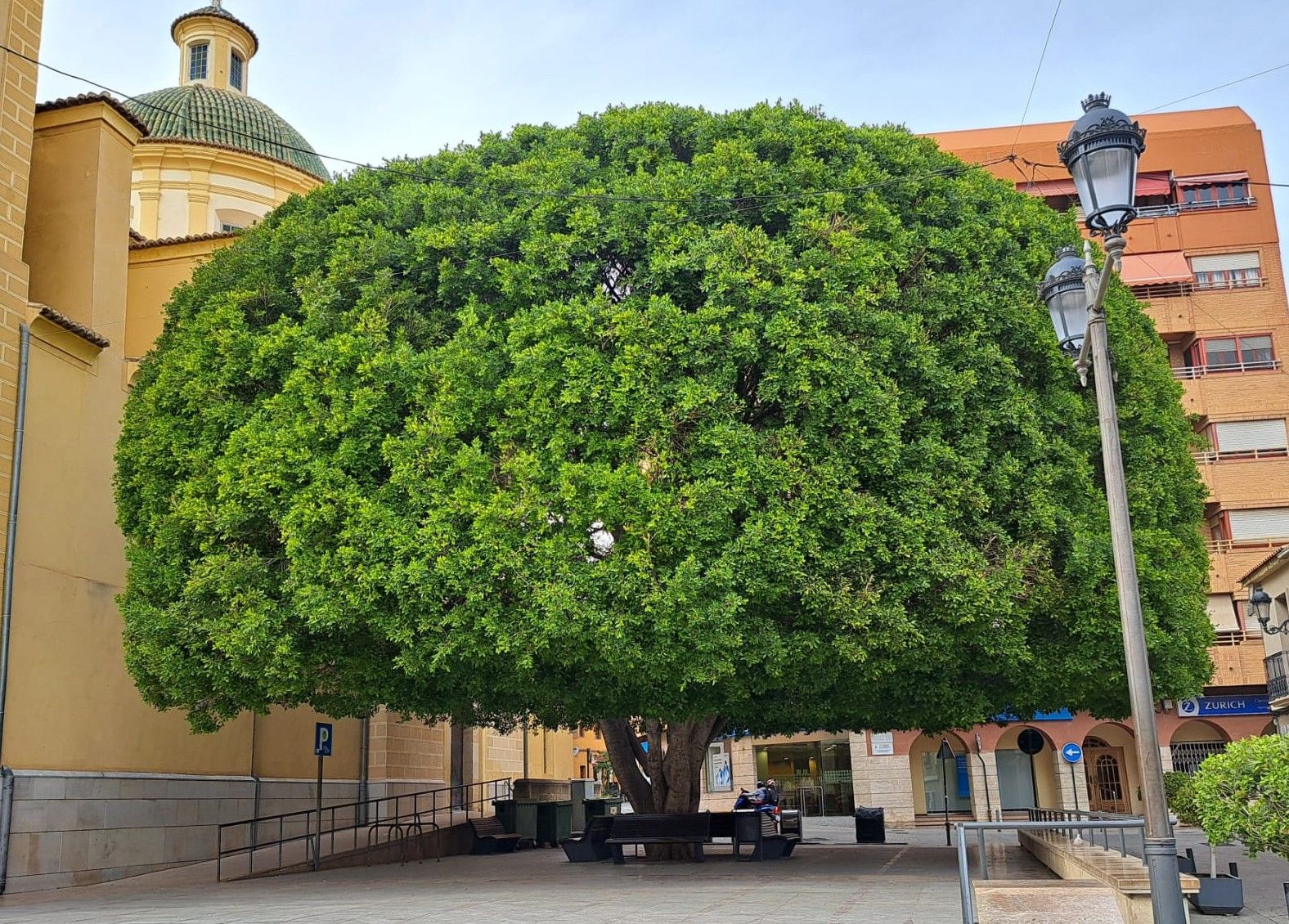 Gran arbre de la plaça d'Espanya de Sant Vicent del Raspeig