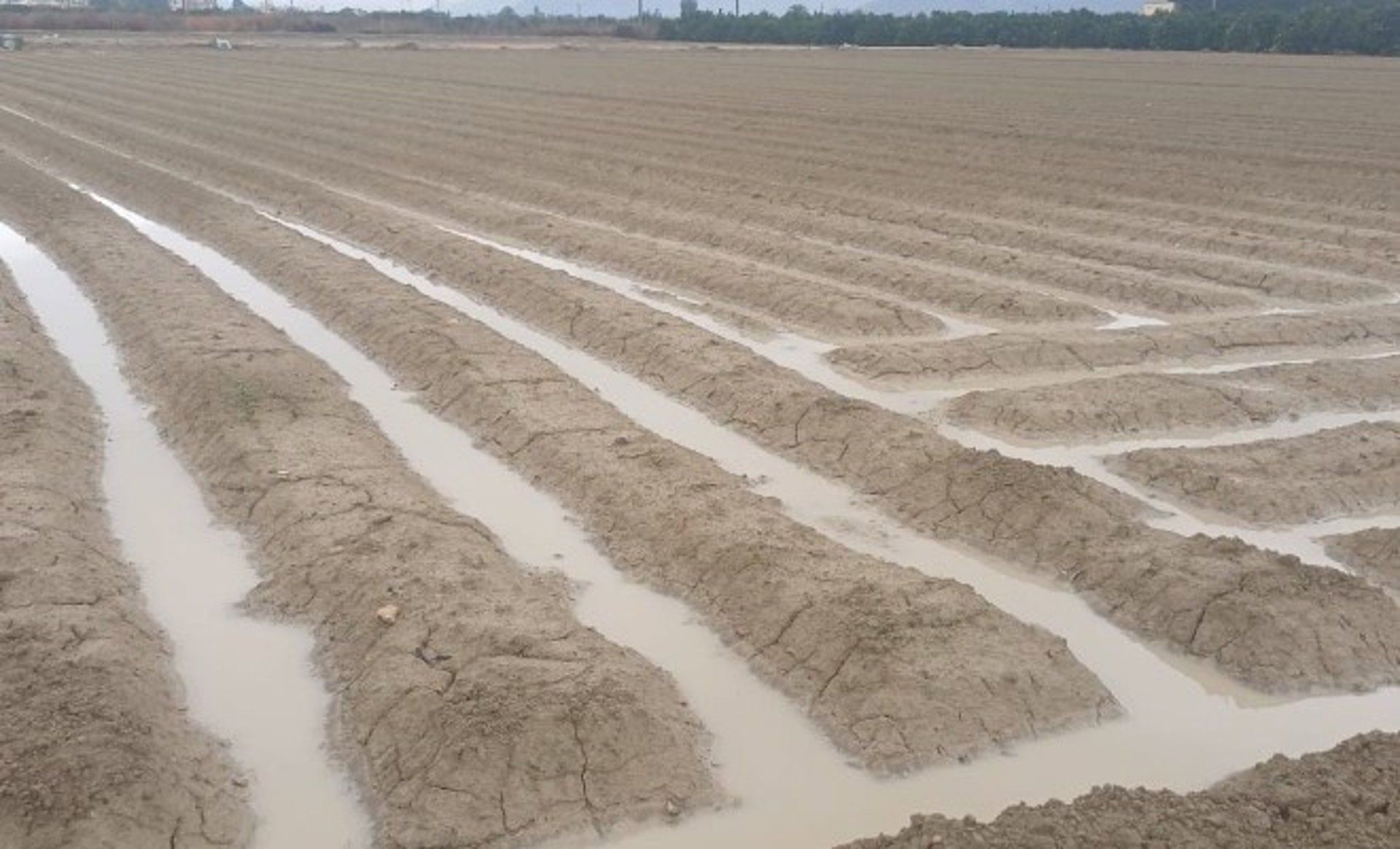 Zona de cultivo de Alicante anegada por las lluvias