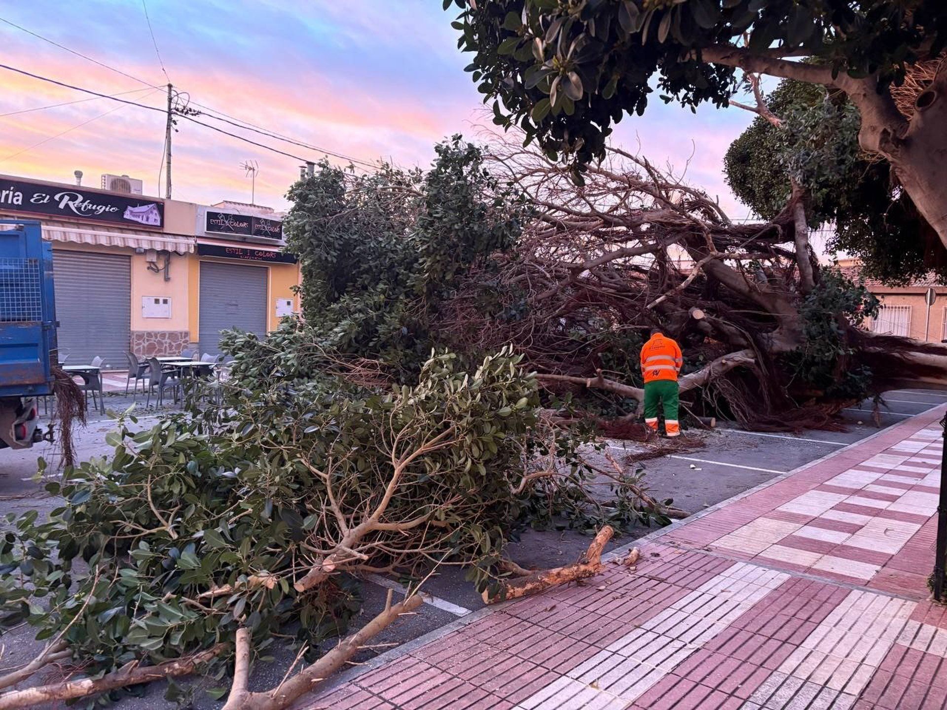 Imatge de l'arbre caigut pel vent a El Campello Imatge de l'arbre caigut pel vent a El Campello