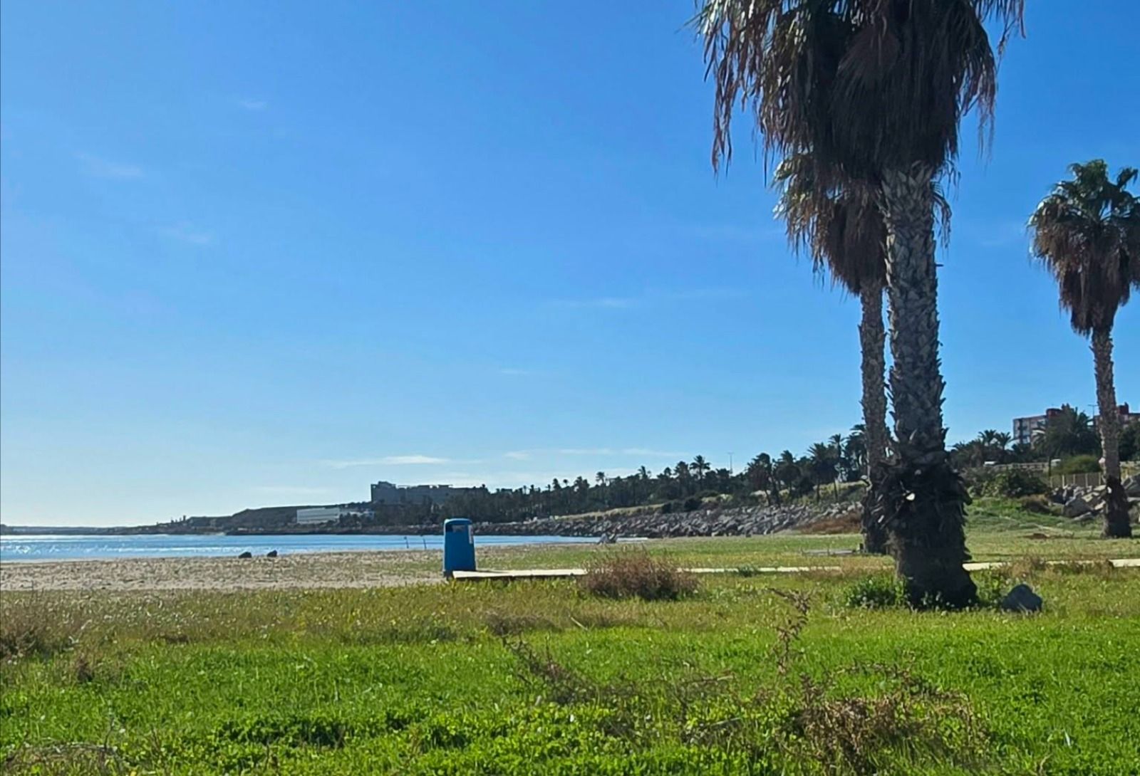 Un mantell de vegetació a la platja de Sant Gabriel a Alacant