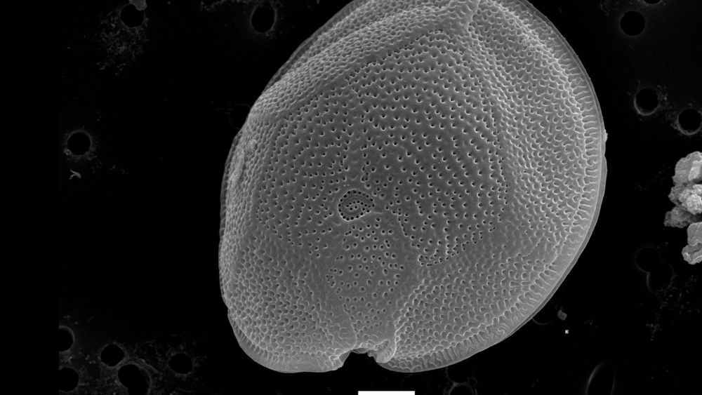 Microalga detectada en les costes d'Alacant Microalga detectada en les costes d'Alacant