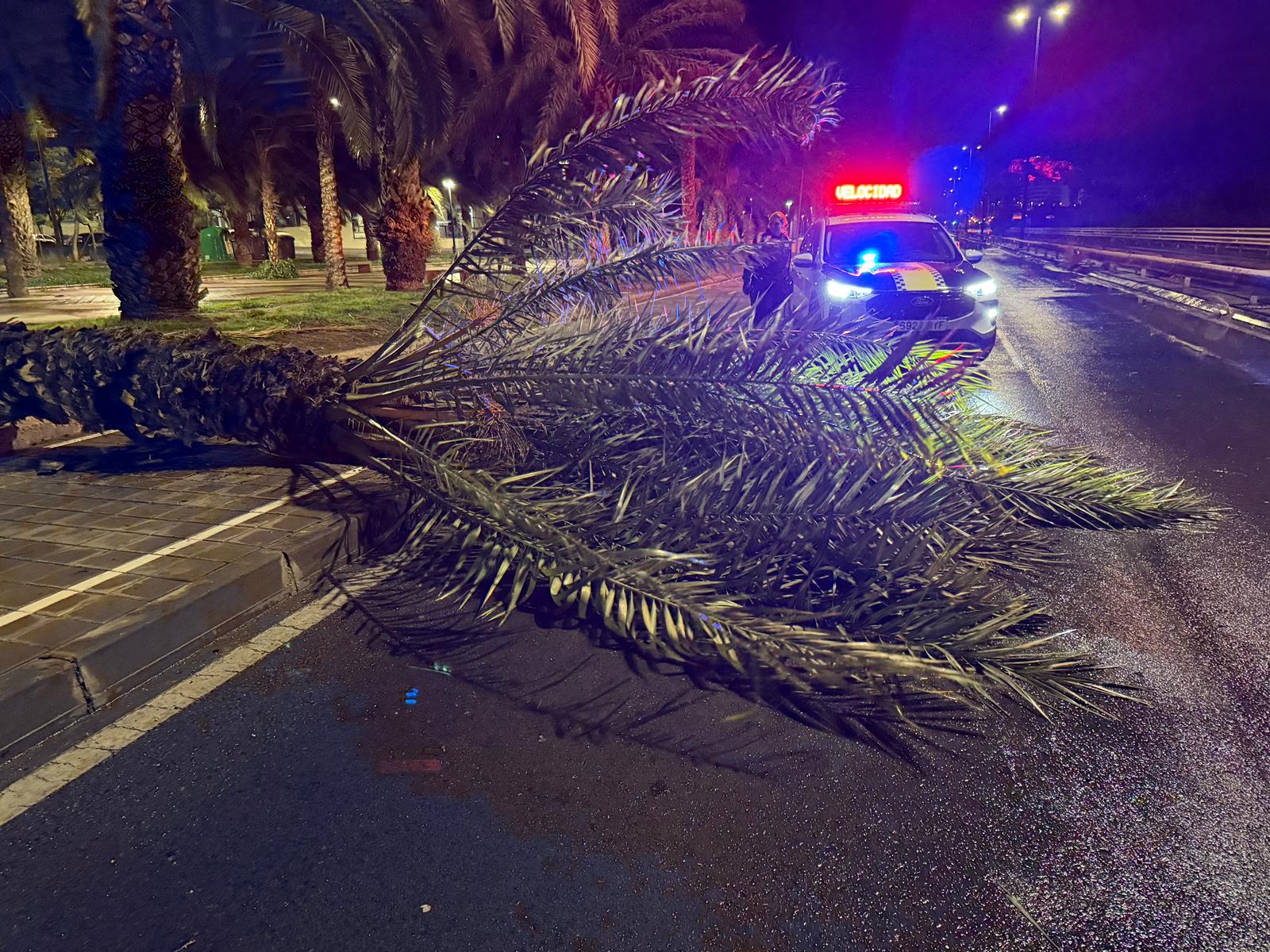 El vent tomba un arbre a Alacant El vent tomba un arbre a Alacant