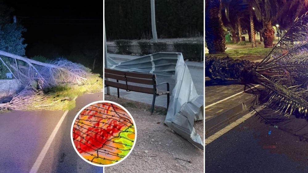 Desperfectes i caigudes d'arbres pel fort vent a Alacant
