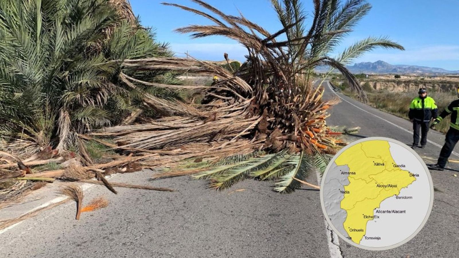 Muntatge de palmeres caigudes pel vent a Alacant i alerta groga Muntatge de palmeres caigudes pel vent a Alacant i alerta groga